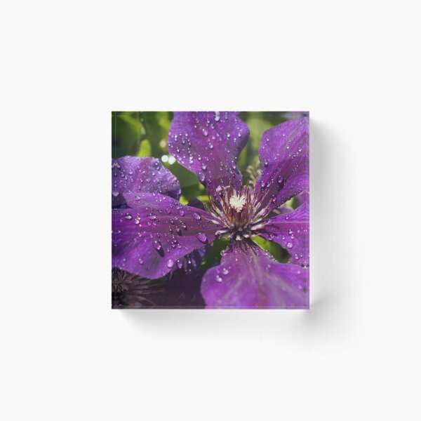 Dew Drops on Purple Flowers Acrylic Block
