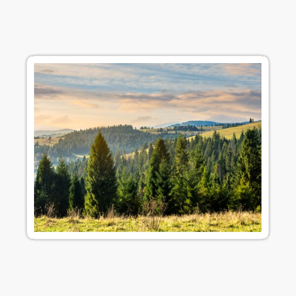 coniferous forest in mountains at sunrise Sticker