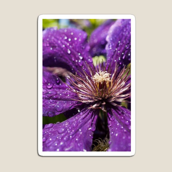 Dew Drops on Purple Flower Magnet