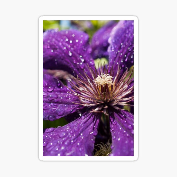 Dew Drops on Purple Flower Sticker