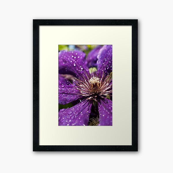 Dew Drops on Purple Flower Framed Art Print