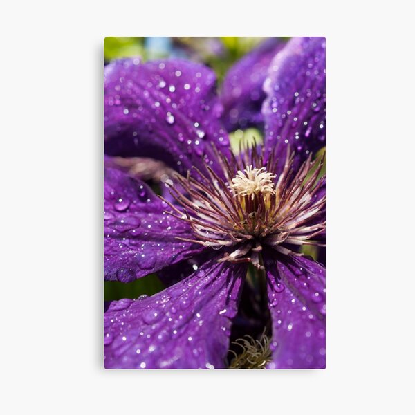 Dew Drops on Purple Flower Canvas Print