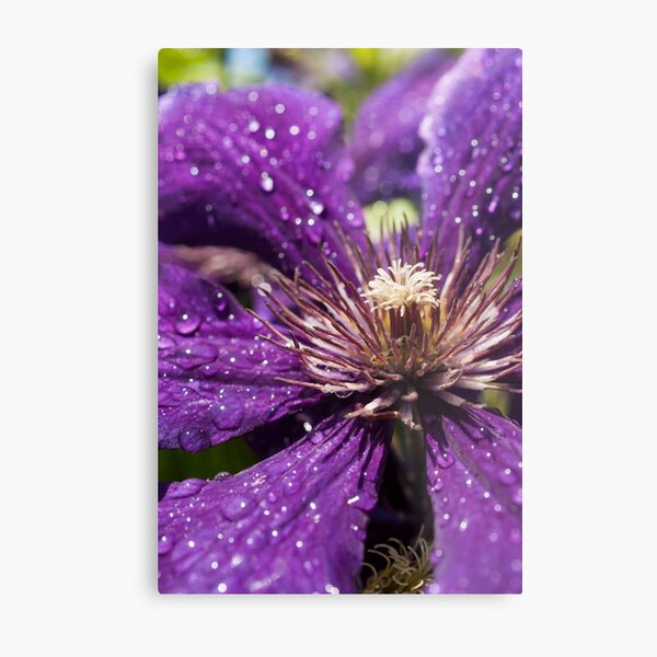 Dew Drops on Purple Flower Metal Print