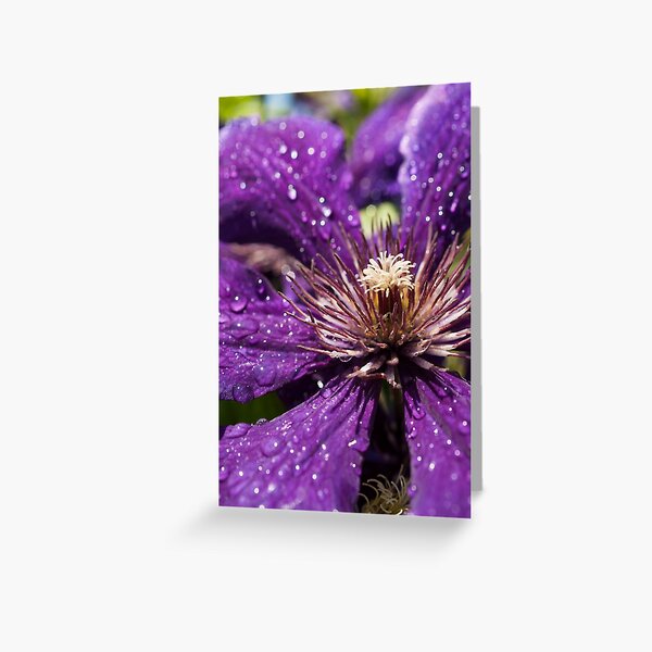 Dew Drops on Purple Flower Greeting Card