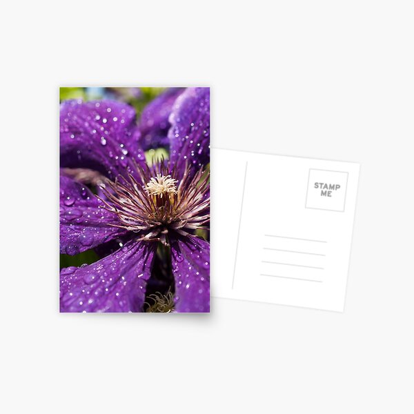 Dew Drops on Purple Flower Postcard