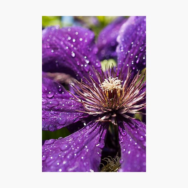 Dew Drops on Purple Flower Photographic Print