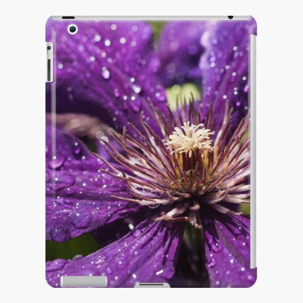 Dew Drops on Purple Flower iPad Snap Case