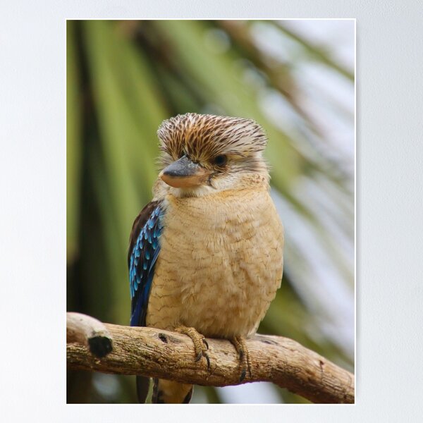 Item preview, Australian Kookaburra in Gumtree   designed and sold by Margot Minck.