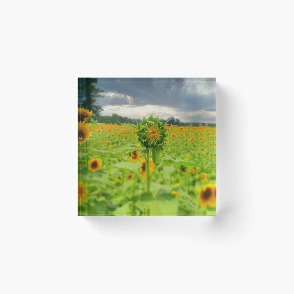 Aperçu de l'œuvre Sunflowers créée et vendue par Craig Kauzmann.