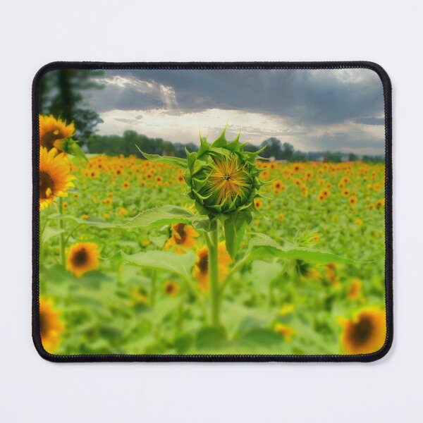 Item preview, Sunflowers designed and sold by Craig Kauzmann.