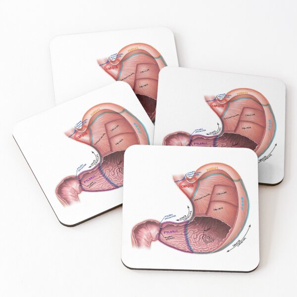 Item preview, Stomach diagram designed and sold by Penny Lilley.