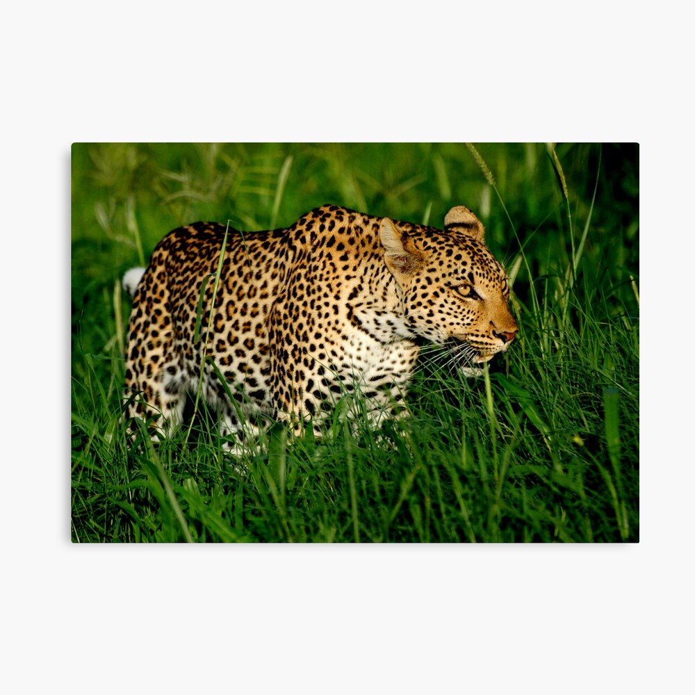 Leopard Canvas Print