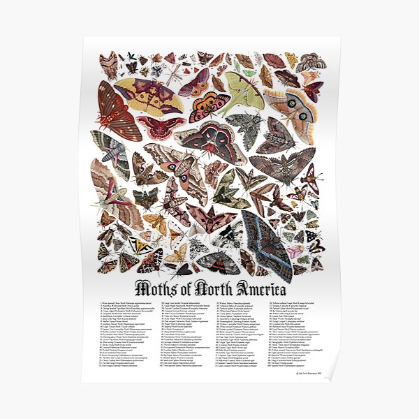 Moths of North America Poster