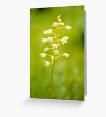 Out of a dream Greeting Card