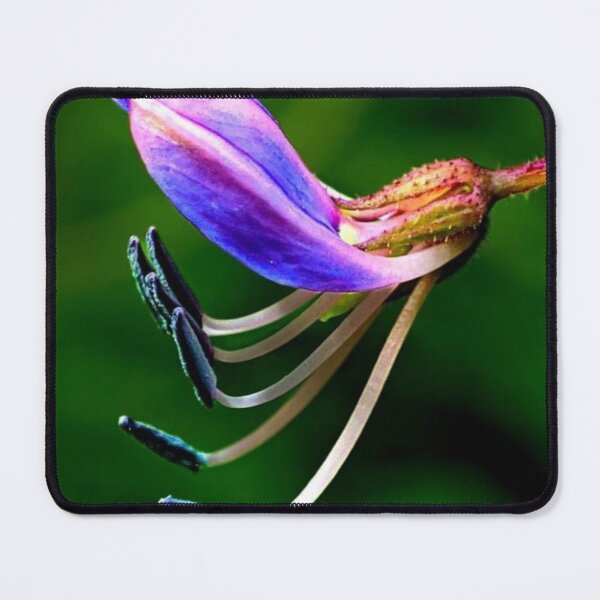 Item preview,  Cleome Rutidosperma designed and sold by HomHai.