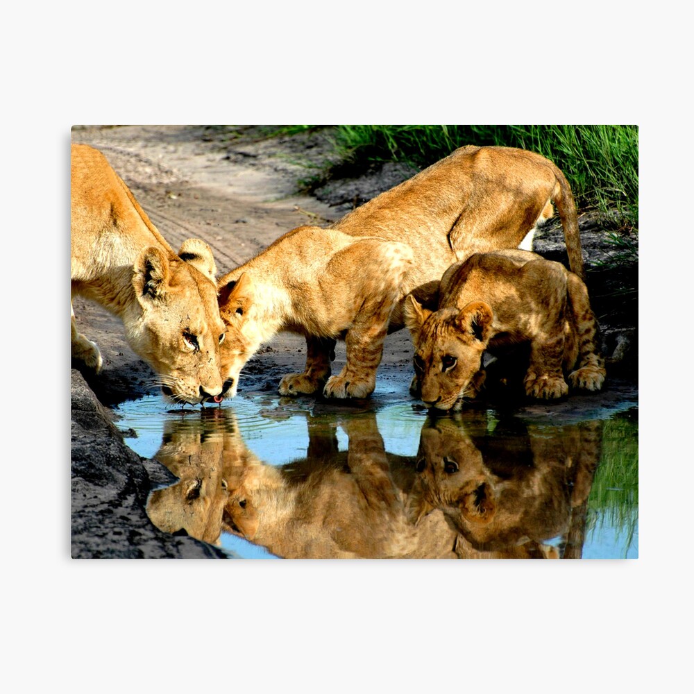 Reflections of Lions Canvas Print
