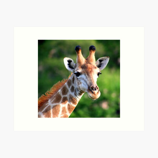 Giraffe Art Print