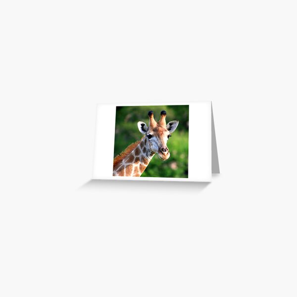 Giraffe Greeting Card