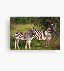 Zebra & Baby Leinwanddruck