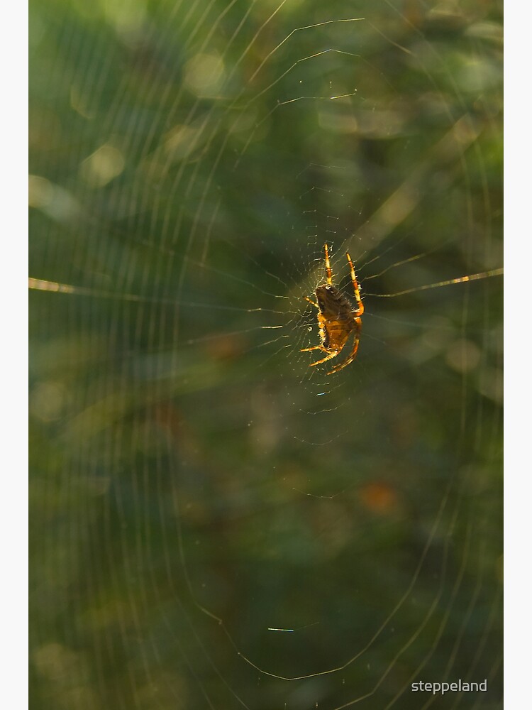 Thumbnail 7 of 7, Framed Art Print, Golden Spider Dreams designed and sold by steppeland.