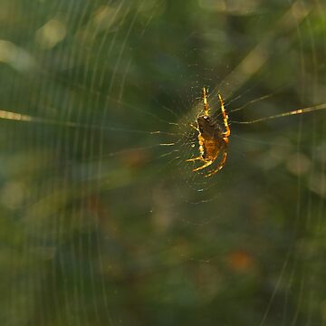 Artwork thumbnail, Golden Spider Dreams by steppeland