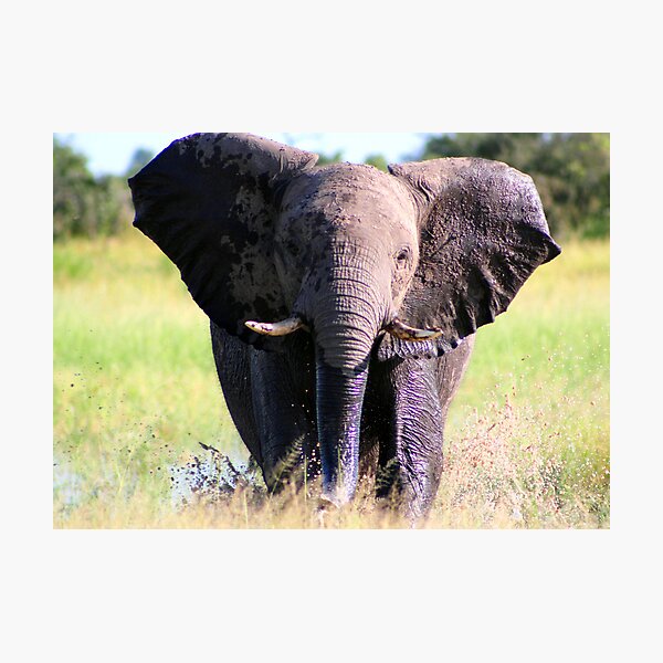Young Elephant Bull Charging Photographic Print