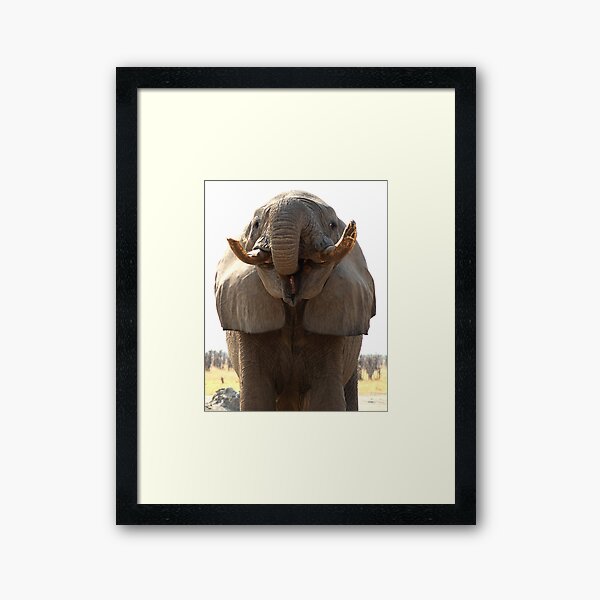 Elephant drinking water Framed Art Print