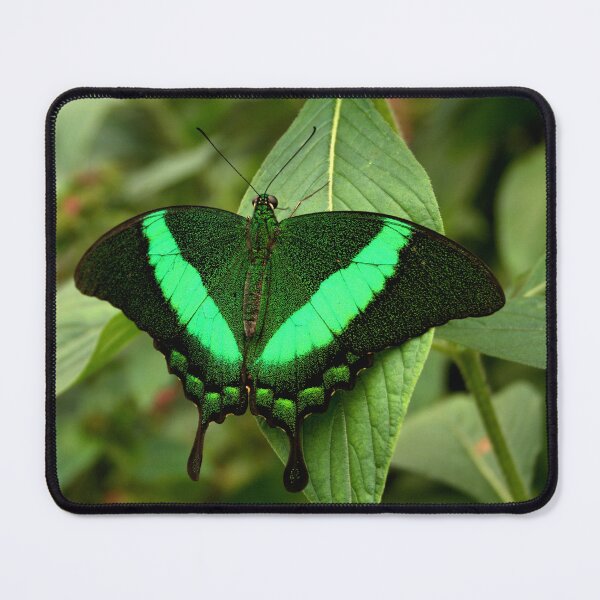 Item preview, Emerald Swallowtail designed and sold by Jo Nijenhuis.