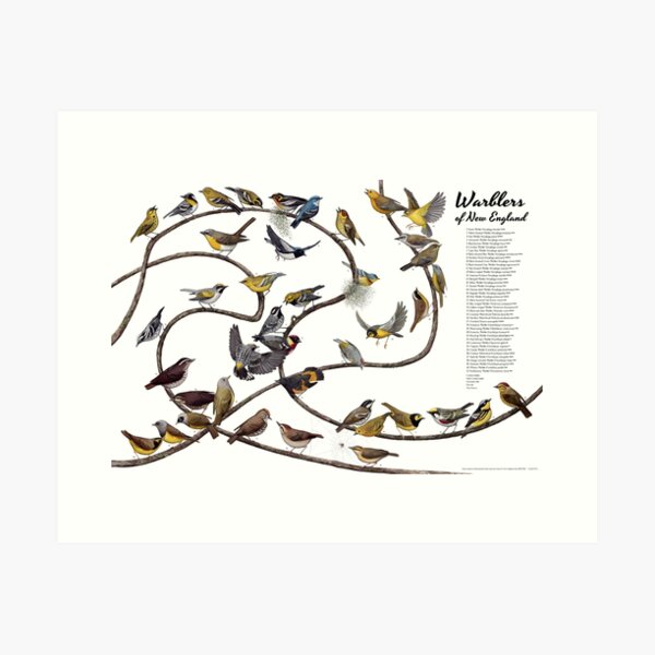 Item preview, Warblers of New England  designed and sold by JadaFitch.