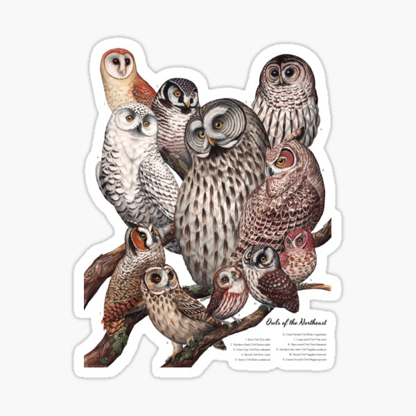 Item preview, Owls of the Northeast designed and sold by JadaFitch.
