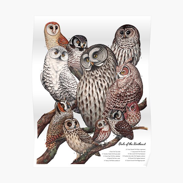 Owls of the Northeast Poster