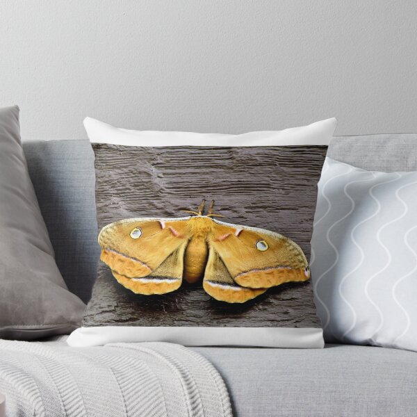 Item preview, Polyphemus Moth - Florida designed and sold by jtrommer.