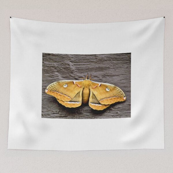 Item preview, Polyphemus Moth - Florida designed and sold by jtrommer.