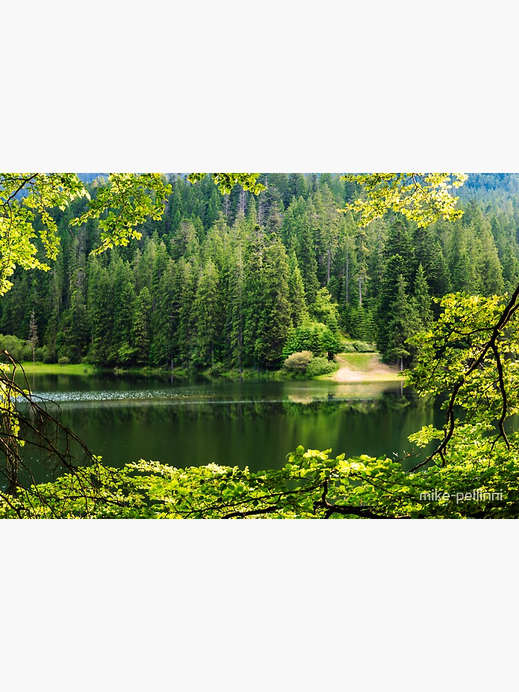 lake in pine forest by mike-pellinni