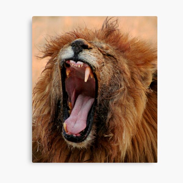 Male Lion Yawning Canvas Print