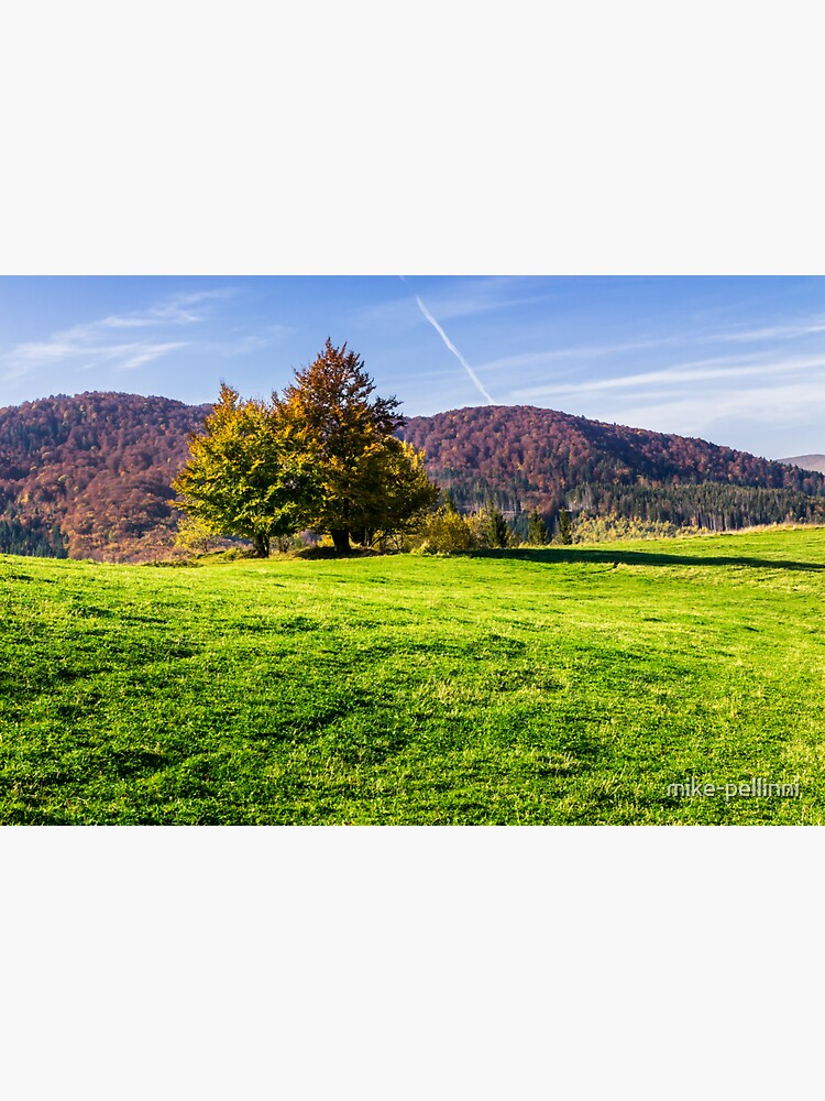 trees near valley in mountains on hillside by mike-pellinni