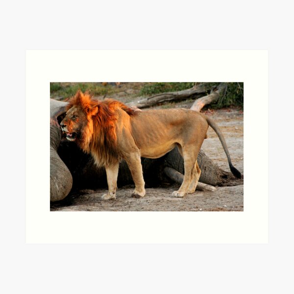 Lion eating an elephant Art Print