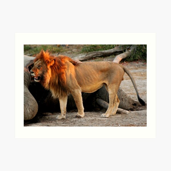 Lion eating an elephant Art Print