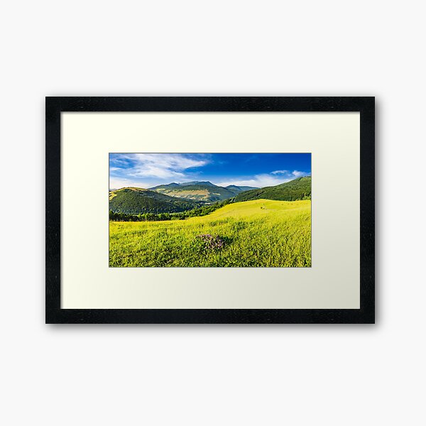 wild savory flower on hillside Framed Art Print