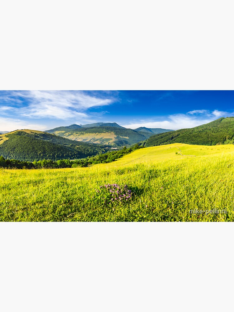 wild savory flower on hillside by mike-pellinni