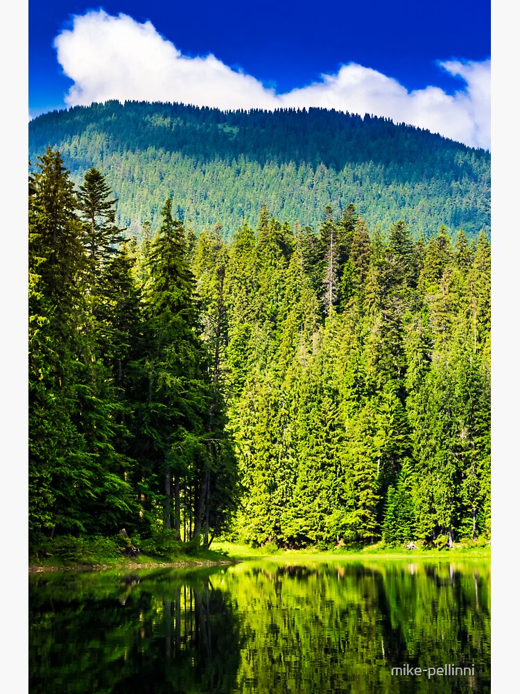 freshness near forest by mike-pellinni