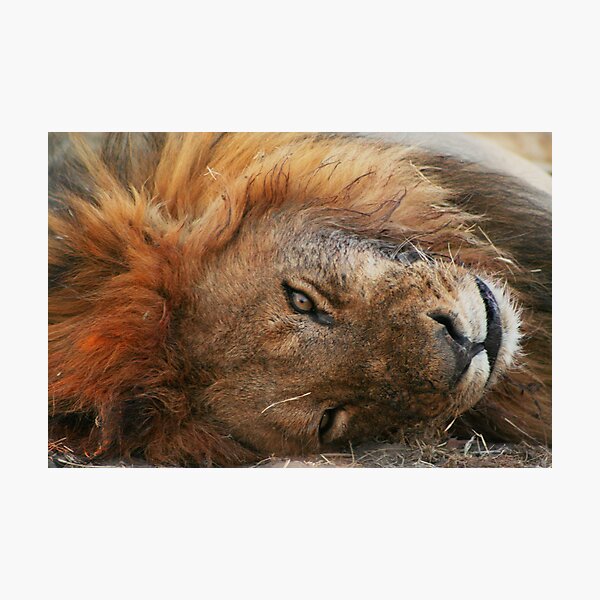 Lion Photographic Print