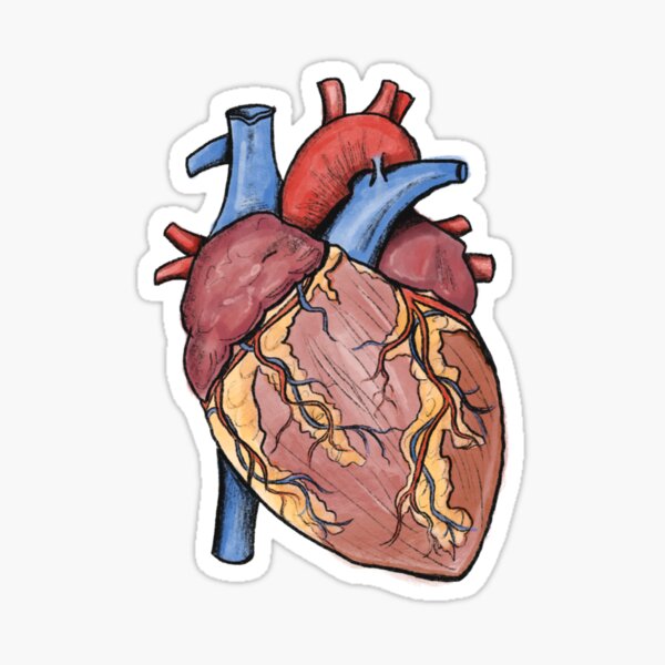 Item preview, Human heart realistic art sticker designed and sold by ArtfullyReka.
