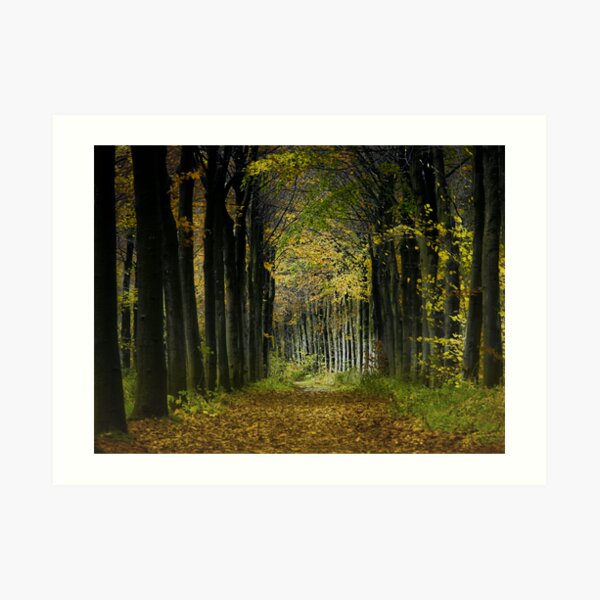 Lane; trees Art Print