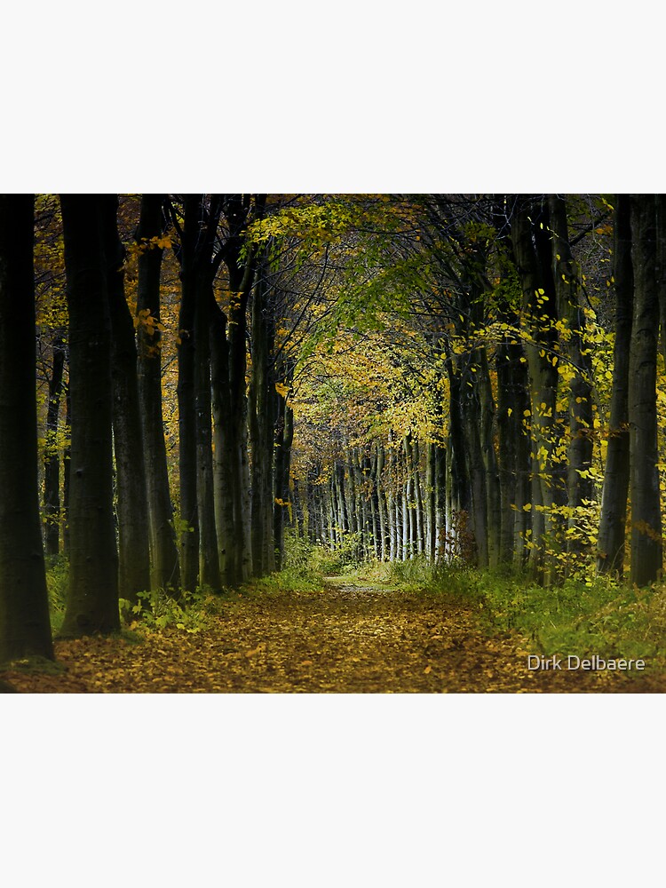 Lane; trees by Delbaere