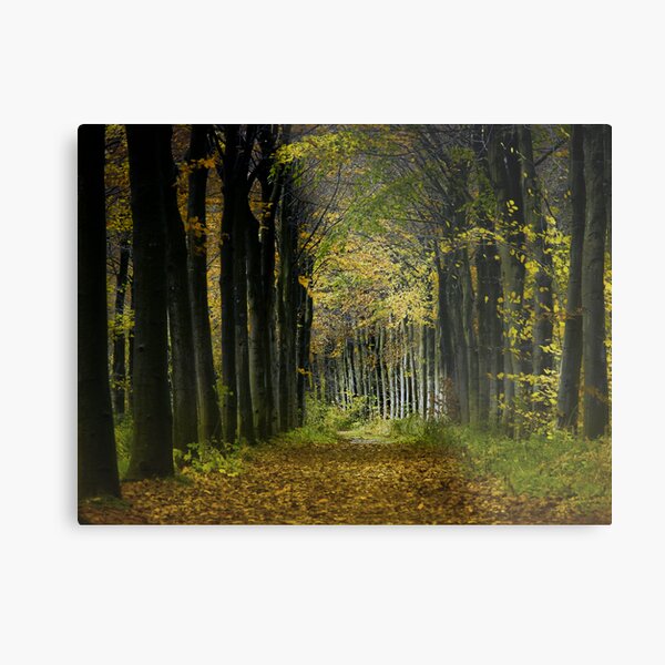 Lane; trees Metal Print