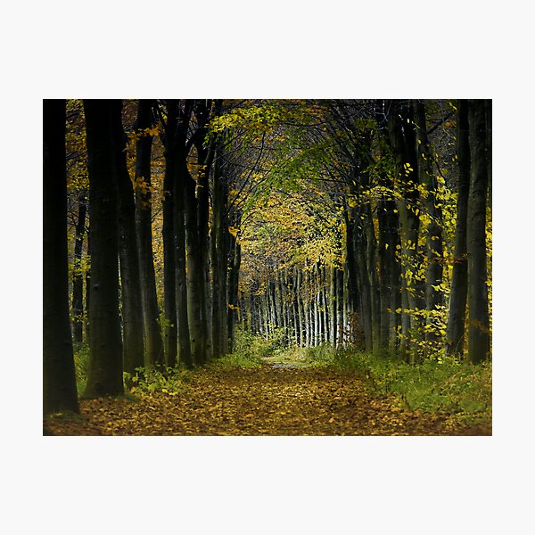 Lane; trees Photographic Print