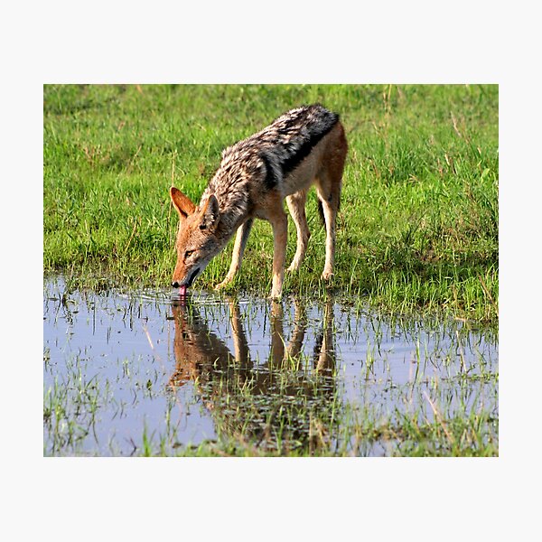 Black backed Jackal Photographic Print