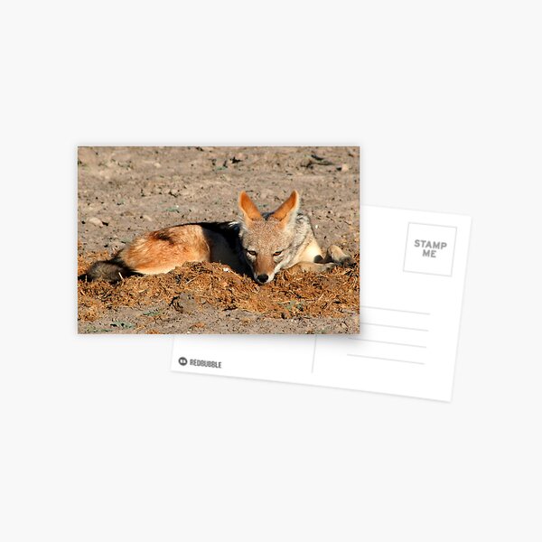 Black Backed Jackal Postcard