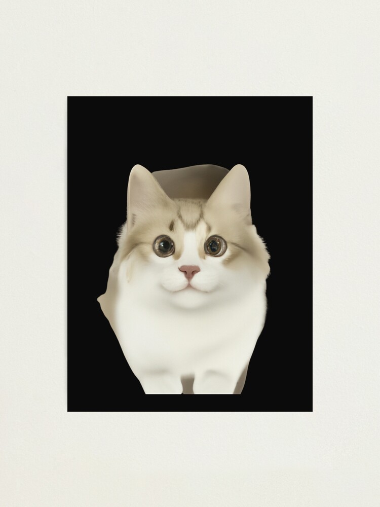 Cat PFP | Photographic Print